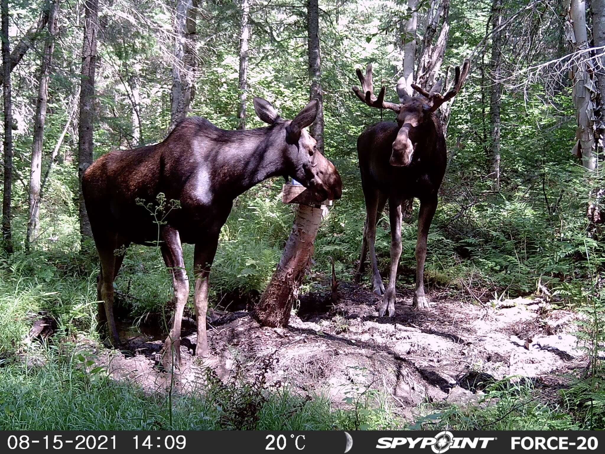 Calendrier de chasse